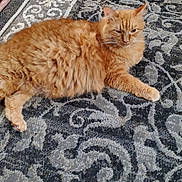Olive joined the competition — help win amazing prizes! animal, carpet, cat, cozy, cute, domestic_animal, feline, fluffy, fur, ginger_cat, home, indoor, laying_down, orange_fur, patterned_carpet, paw, pet, relaxed, resting, whiskers