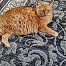 animal, carpet, cat, cozy, cute, domestic_animal, feline, fluffy, fur, ginger_cat, home, indoor, laying_down, orange_fur, patterned_carpet, paw, pet, relaxed, resting, whiskers