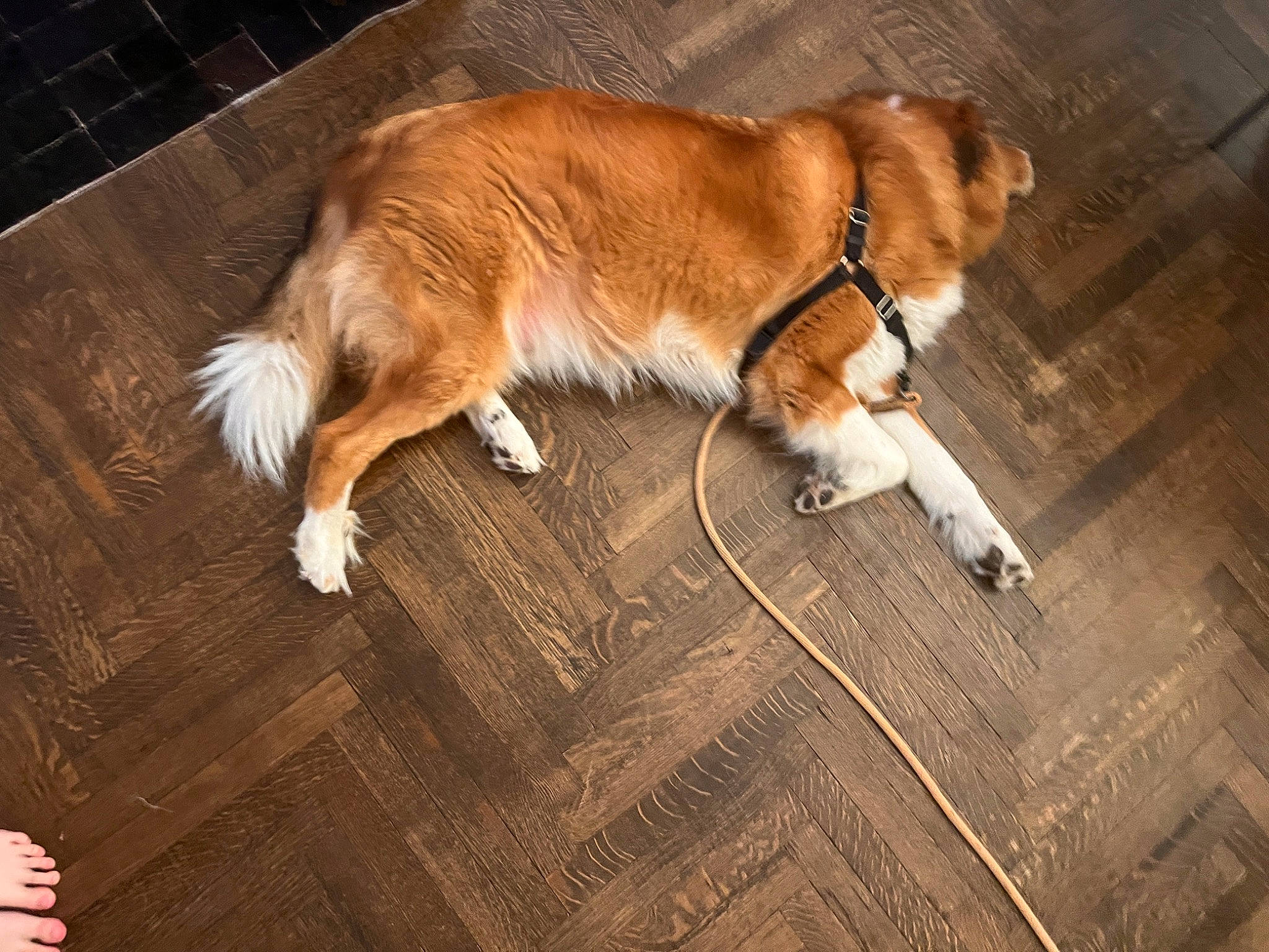 Hooper joined the competition — help win amazing prizes! brown, carnivore, collar, companion_dog, dog, dog_breed, flooring, fur, hardwood, laminate_flooring, pattern, plank, small_to_medium_sized_cats, sporting_group, tail, varnish, whiskers, wood, wood_flooring, wood_stain