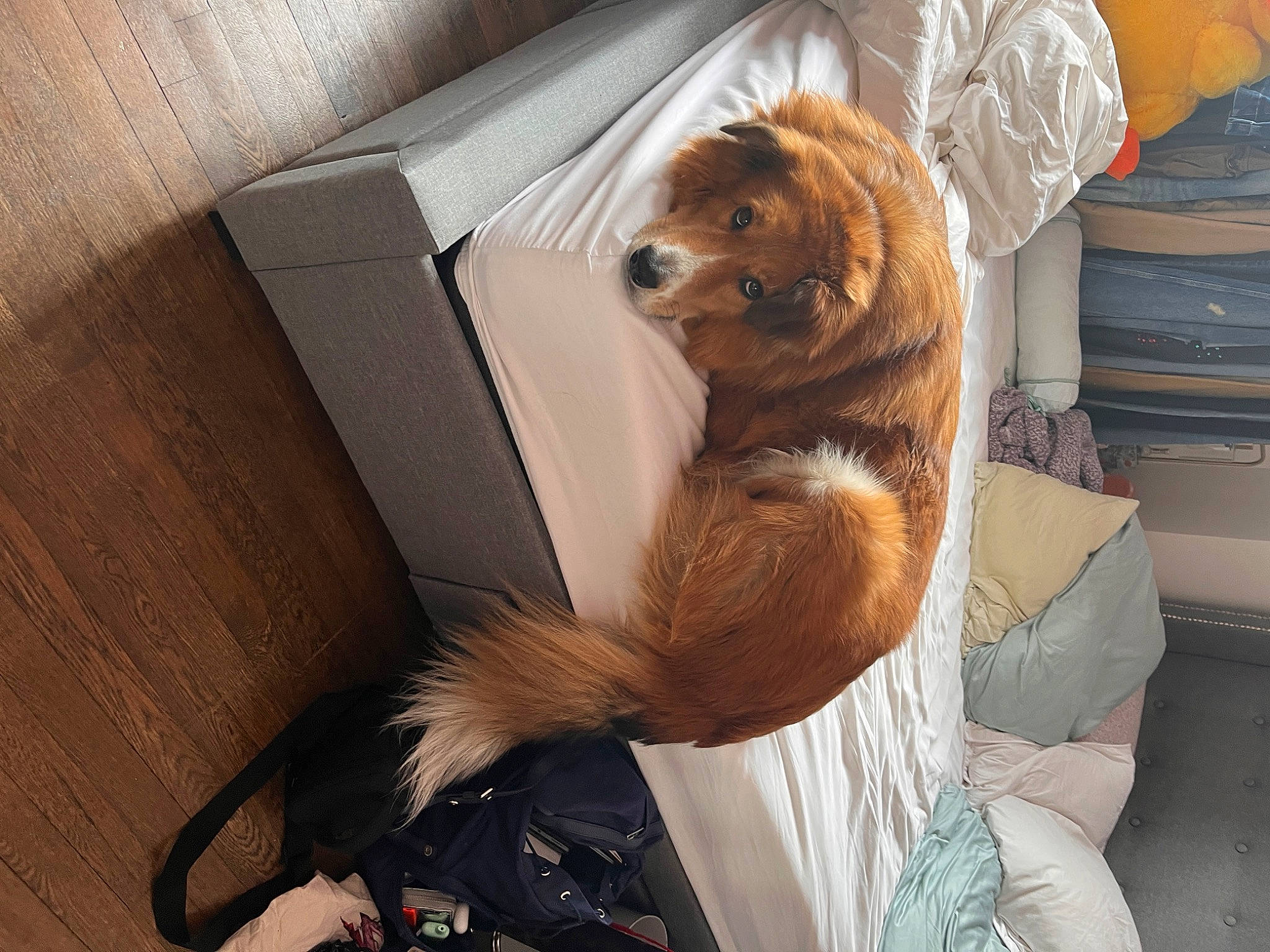 Hooper joined the competition — help win amazing prizes! box, canidae, carnivore, chair, comfort, companion_dog, dog, dog_breed, door, fawn, flooring, fur, hardwood, metal, snout, sporting_group, toy, whiskers, wood, working_animal