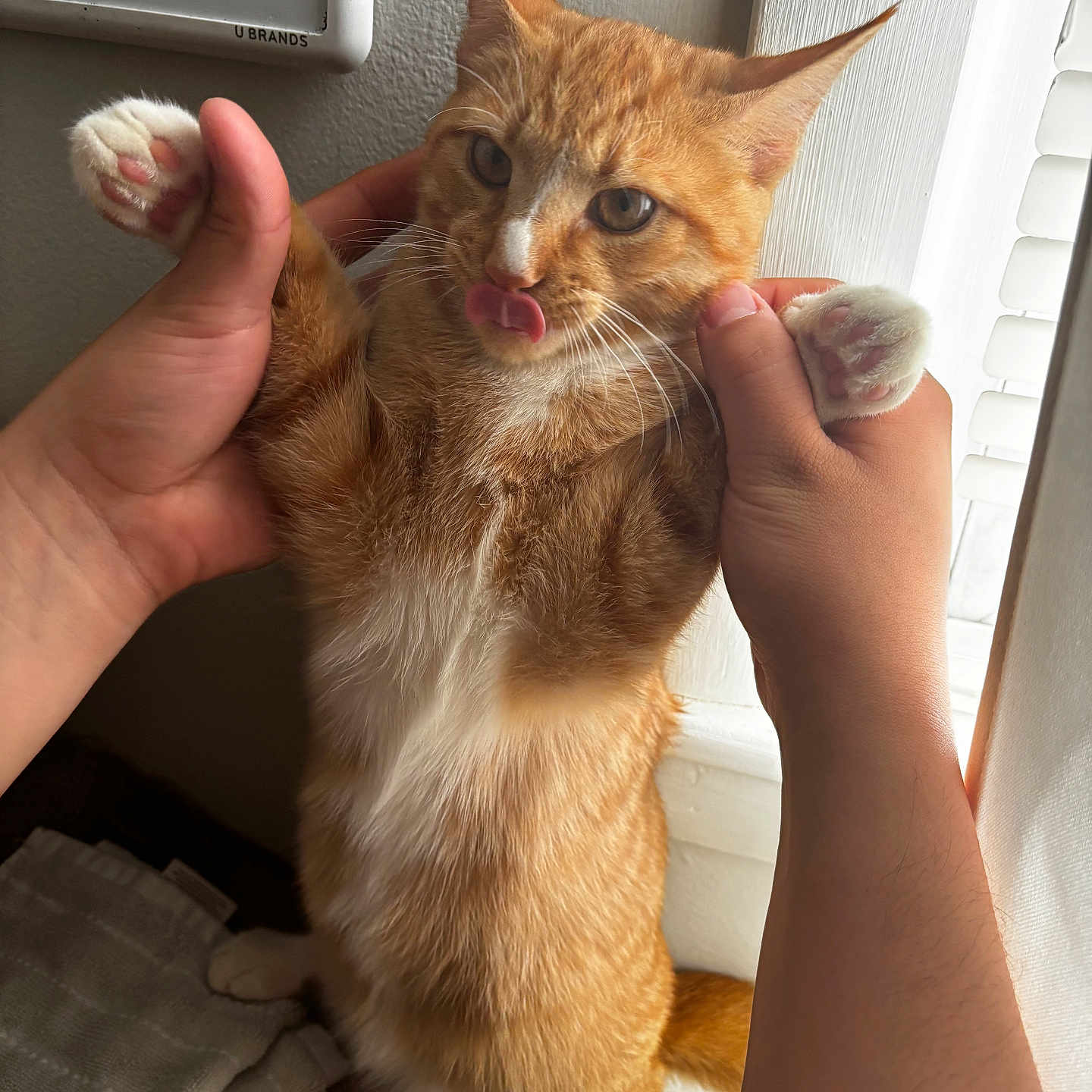 Tommy joined the competition — help win amazing prizes! abyssinian, animal, bodypart, brush, cat, claw, device, electronics, finger, hand, hardware, hardwood, kitten, manx, nail, person, pet, tool, wood, wrist
