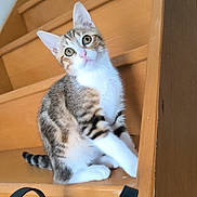 Alice participe au concours pour gagner de l'argent avec cette photo : kitten, cat, tabby, staircase, wooden_stairs, indoor, pet, curious, animal, feline, young, cute, domestic_cat, sitting, looking_up, bag, black_bag, fur, whiskers, ears