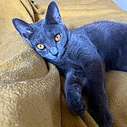 Uma De La Forézie a rejoint le concours — aidez-le/la à gagner de superbes lots ! cat, gray_cat, feline, pet, animal, amber_eyes, lying_down, yellow_blanket, cozy, indoor, close_up, relaxed, curious, fur, whiskers, ears, paw, bedroom, soft_texture, resting