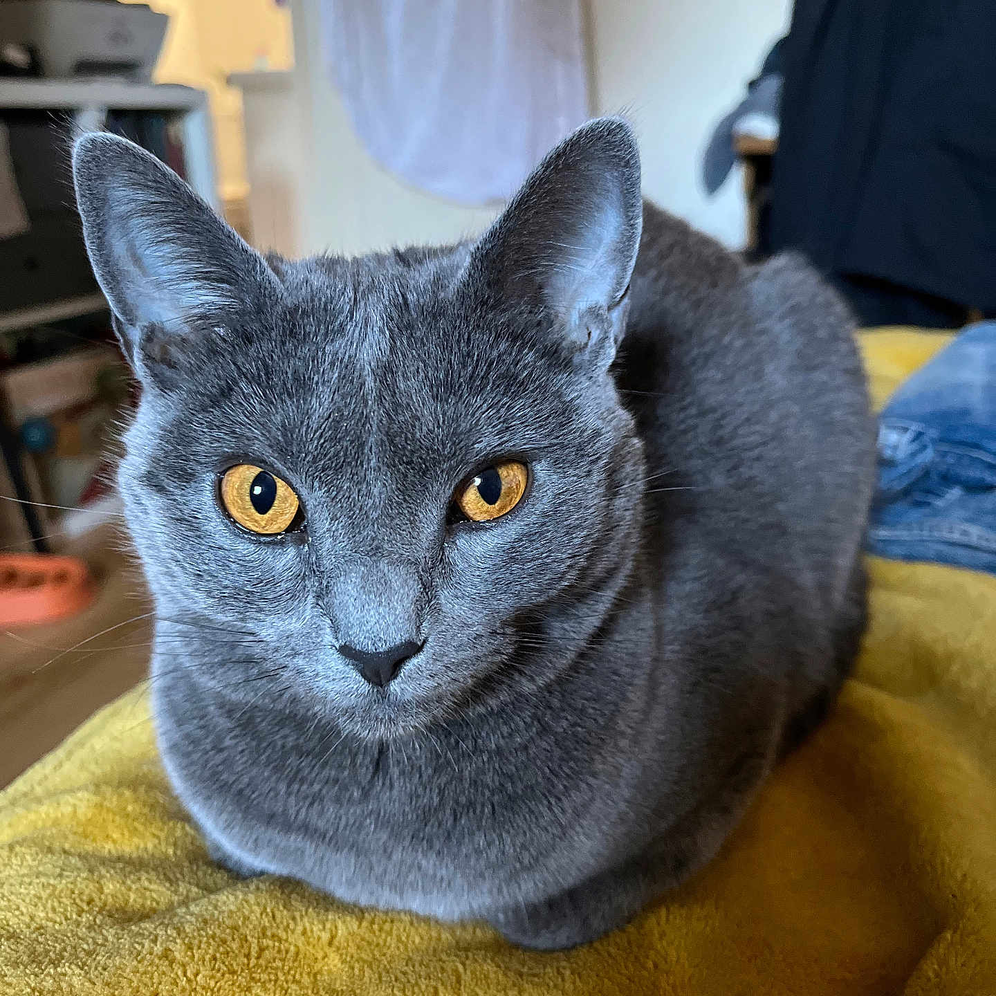 Uma participe au concours pour gagner de l'argent avec cette photo : cat, gray_cat, yellow_eyes, pet, feline, indoor, blanket, cozy, animal, fur, whiskers, ears, face, close_up, resting, domestic_cat, looking, cute, mammal, household