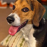 Kirby is registered to the contest to win money with this photo: beagle, black_fur, brown_fur, canine, close_up, dog, ears, eyes, fur, happy, indoor, looking_up, nose, pet, pillow, portrait, smiling, tongue_out, whiskers, white_fur