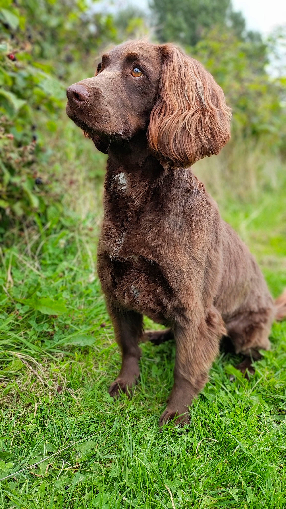 Molly joined the competition — help win amazing prizes! canidae, carnivore, companion_dog, dog, dog_breed, fur, grass, gun_dog, liver, plant, pointing_breed, pudelpointer, retriever, snout, spaniel, sporting_group, stichelhaar, tail, terrestrial_animal, working_animal