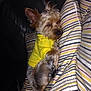 Tokyo is registered to the contest to win money with this photo: dog, sleeping, yellow_shirt, striped_blanket, cozy, small_dog, fur, pet, indoor, resting, cute, relaxed, animal, canine, comfort, couch, soft, nap, domestic, companion
