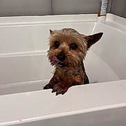 Tokyo is registered to the contest to win money with this photo: dog, bathtub, bathroom, wet, tongue_out, small_dog, pet, tile_wall, white_bathtub, looking_up, animal, cute, fur, paw, domestic_animal, indoor, water_droplets, bath_time, mischievous, close_up