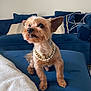 Tokyo is registered to the contest to win money with this photo: dog, small_dog, yorkshire_terrier, necklace, jewelry, blue_couch, living_room, cushions, pet, fur, alert, cute, indoor, furniture, blanket, decor, animal, companion, portrait, seated