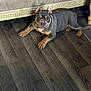 Duke is registered to the contest to win money with this photo: american_bulldog, brown_tan_markings, dog, ears_cropped, face, floor_vent, hardwood_floor, indoor, living_room, looking_at_camera, lying_down, muscular, ornate_furniture, paw, pet, short_hair, sofa, stocky, vent, wood_grain