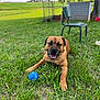 backyard, ball, blue_ball, brown_dog, canine, chair, close_up, collar, dog, fence, field, grass, happy, lying_down, outdoor, pet, play, portrait, summer, tongue_out