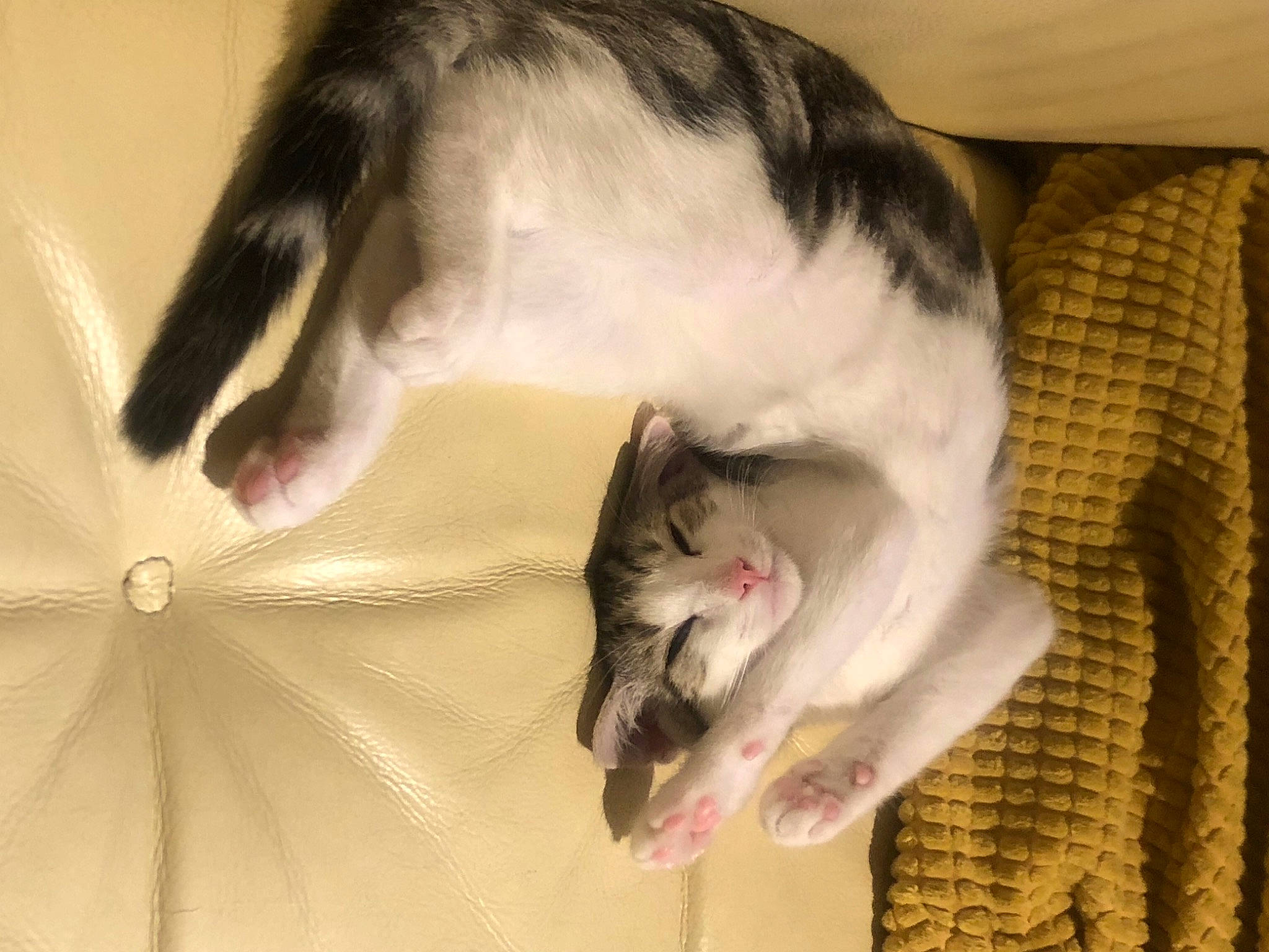 Grey participe au concours pour gagner de l'argent avec cette photo : carnivore, cat, domestic_short_haired_cat, ear, felidae, kitten, norwegian_forest_cat, small_to_medium_sized_cats, snout, tail, whiskers