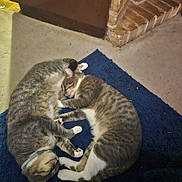 John And Bruce is registered to the contest to win money with this photo: animal, blue_rug, brick_wall, cat, cats, companion, cozy, cute, door, floor, fur, indoor, napping, paws, pets, resting, sleeping, tabby, tail, whiskers