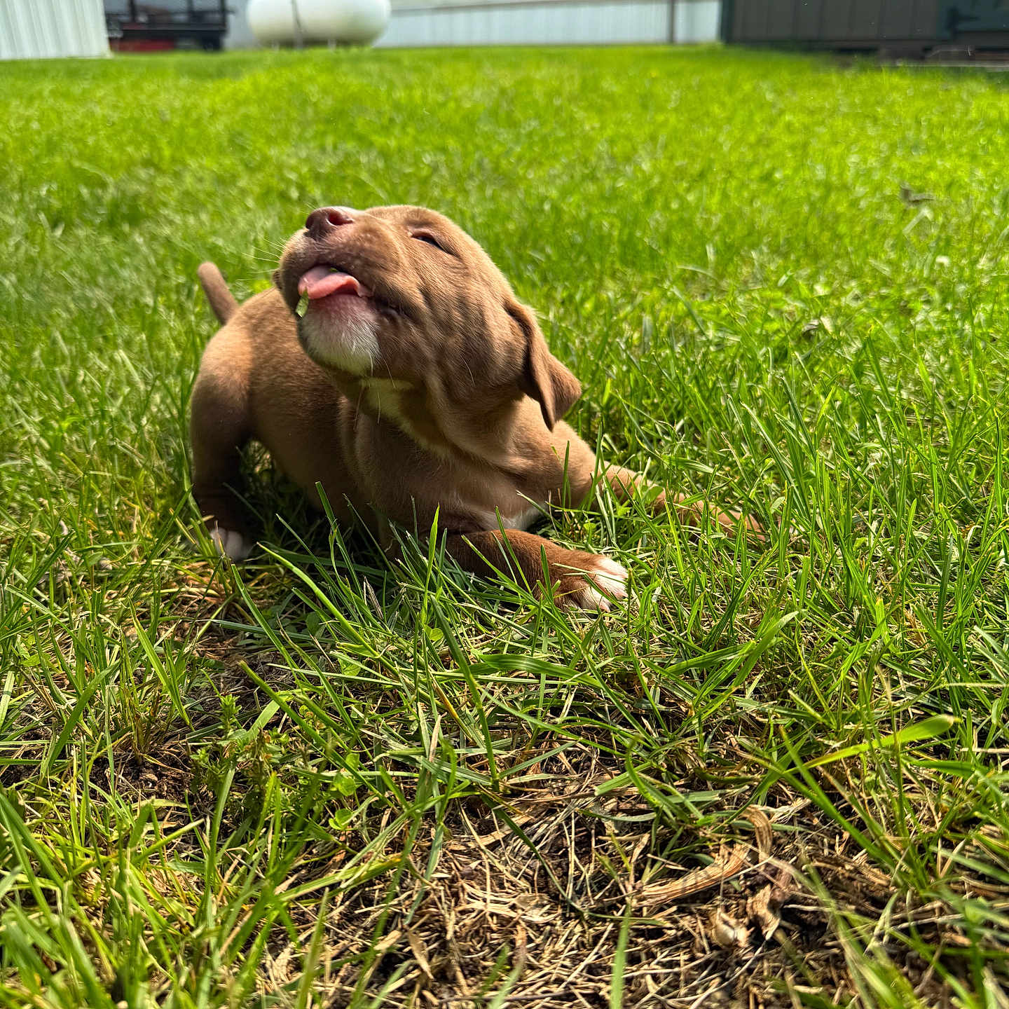 Bear joined the competition — help win amazing prizes! animal, backyard, brown, canine, cute, daylight, dog, grass, ground, mammal, nature, outdoor, pet, playful, puppy, small, sunny, tongue, tongue_out, young