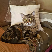 Câlin participe au concours pour gagner de l'argent avec cette photo : animal, blanket, cat, close_up, couch, feline, fluffy_tail, home, indoor, lying_down, pet, pillows, portrait, relaxed, sitting, sofa, striped_fur, tabby_cat, whiskers, yellow_eyes