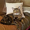 animal, blanket, cat, close_up, couch, feline, fluffy_tail, home, indoor, lying_down, pet, pillows, portrait, relaxed, sitting, sofa, striped_fur, tabby_cat, whiskers, yellow_eyes