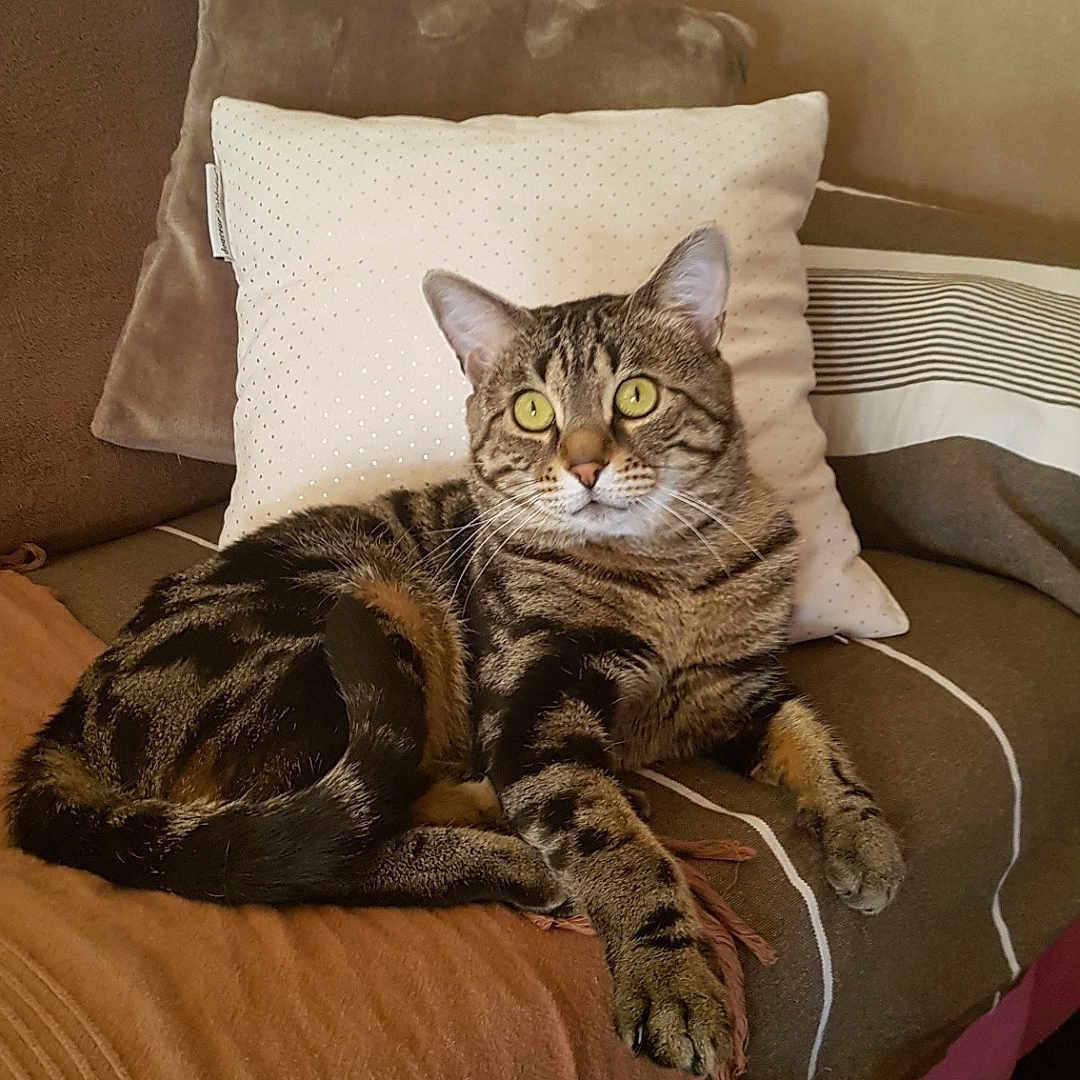 Câlin