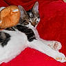 Gribouille participe au concours pour gagner de l'argent avec cette photo :