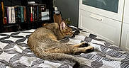 Byaku a rejoint le concours — aidez-le/la à gagner de superbes lots ! animal, bed, bedspread, bookshelf, cat, cozy, decor, drawer, fan, furniture, home, indoor, patterned, plush_toy, relaxing, resting, room, sleeping, striped, wall_decoration