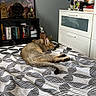 animal, bed, bedspread, bookshelf, cat, cozy, decor, drawer, fan, furniture, home, indoor, patterned, plush_toy, relaxing, resting, room, sleeping, striped, wall_decoration