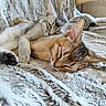 cat, kitten, sleeping, snuggling, cozy, blanket, fur, paw, cute, pets, animal, domestic, resting, indoor, feline, soft, relaxation, friendship, closeup, adorable