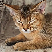 Byaku a rejoint le concours — aidez-le/la à gagner de superbes lots ! cat, sleeping, cozy, fur, pet, relaxed, cute, whiskers, ears, paws, animal, feline, indoor, blanket, soft, resting, closeup, calm, mammal, domestic