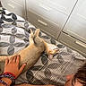 animal, bed, bedspread, bracelet, cabinet, cat, child, comfort, furniture, hand, home, indoor, pattern, person, pet, relaxation, resting, shirtless, striped, touch