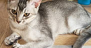 Bao participe au concours pour gagner de l'argent avec cette photo : animal, cat, closeup, cute, domestic_cat, ears, eyes, feline, fur, indoor, mammal, natural_light, pet, relaxed, resting, silver_tabby, striped, tail, whiskers, wooden_surface