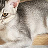 animal, cat, closeup, cute, domestic_cat, ears, eyes, feline, fur, indoor, mammal, natural_light, pet, relaxed, resting, silver_tabby, striped, tail, whiskers, wooden_surface