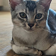 Bao a rejoint le concours — aidez-le/la à gagner de superbes lots ! animal, calm, cat, closeup, curious, domestic, ears, eyes, feline, fur, home, indoor, laying_down, natural_light, pet, portrait, relaxed, soft_focus, whiskers, wooden_floor