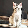cat, kitten, tabby, sitting, wooden_shelf, books, book_cover, indoor, curious, pet, animal, feline, screen, electronics, cord, brick_wall, reading_material, literature, home, cozy