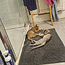 animal, bathroom, cat, cats, cleaning_supplies, floor, glass_shower_door, gray_mat, indoor, mat, pet, radiator, red_rug, relaxing, resting, spray_bottle, tile_floor, towel, towels, wooden_ladder