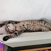 Tigresse a rejoint le concours — aidez-le/la à gagner de superbes lots ! carnivore, cat, claw, comfort, domestic_short_haired_cat, felidae, fur, nap, paw, sleep, small_to_medium_sized_cats, tail, terrestrial_animal, whiskers