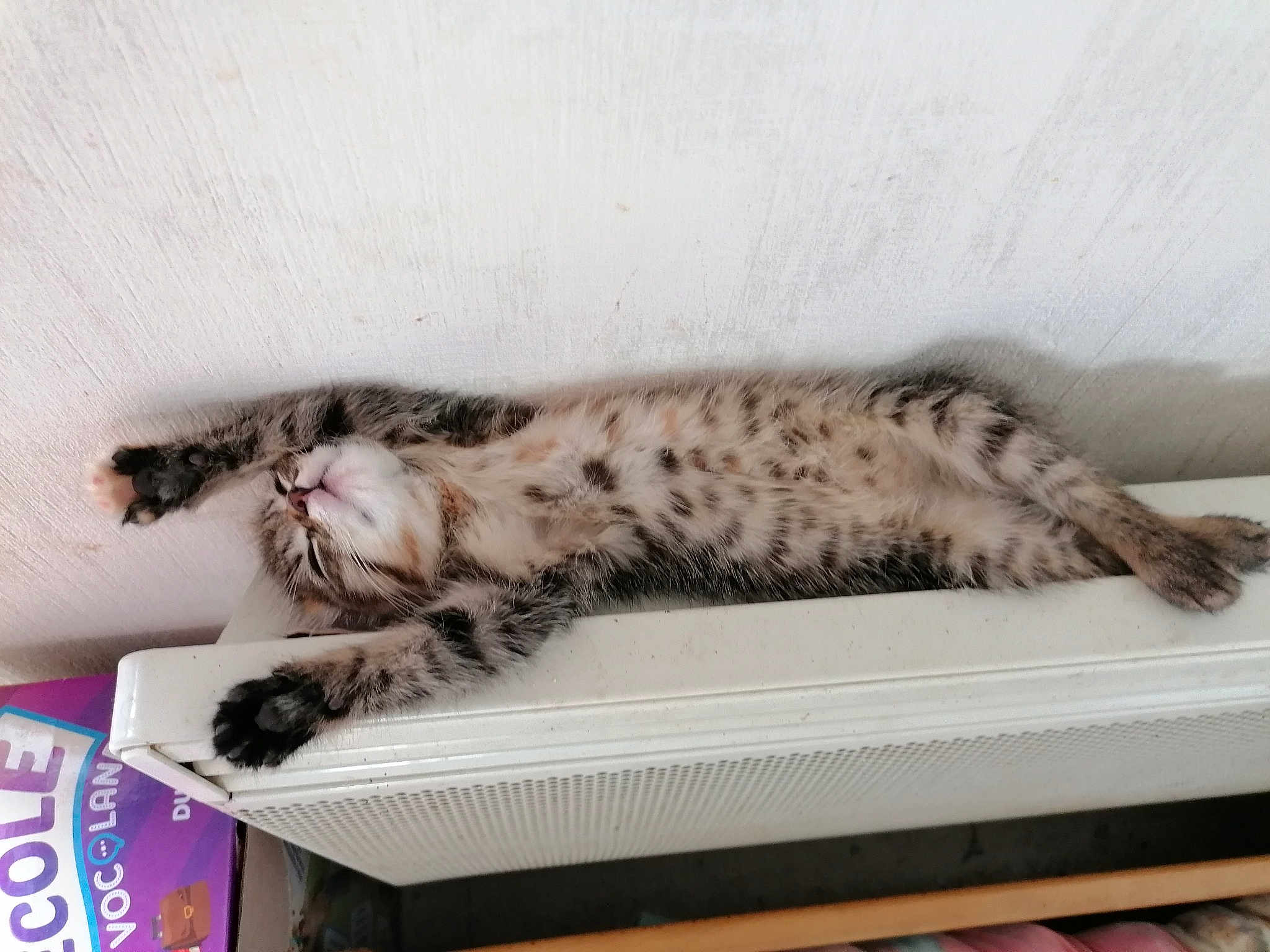 Tigresse a rejoint le concours — aidez-le/la à gagner de superbes lots ! carnivore, cat, claw, comfort, domestic_short_haired_cat, felidae, fur, nap, paw, sleep, small_to_medium_sized_cats, tail, terrestrial_animal, whiskers