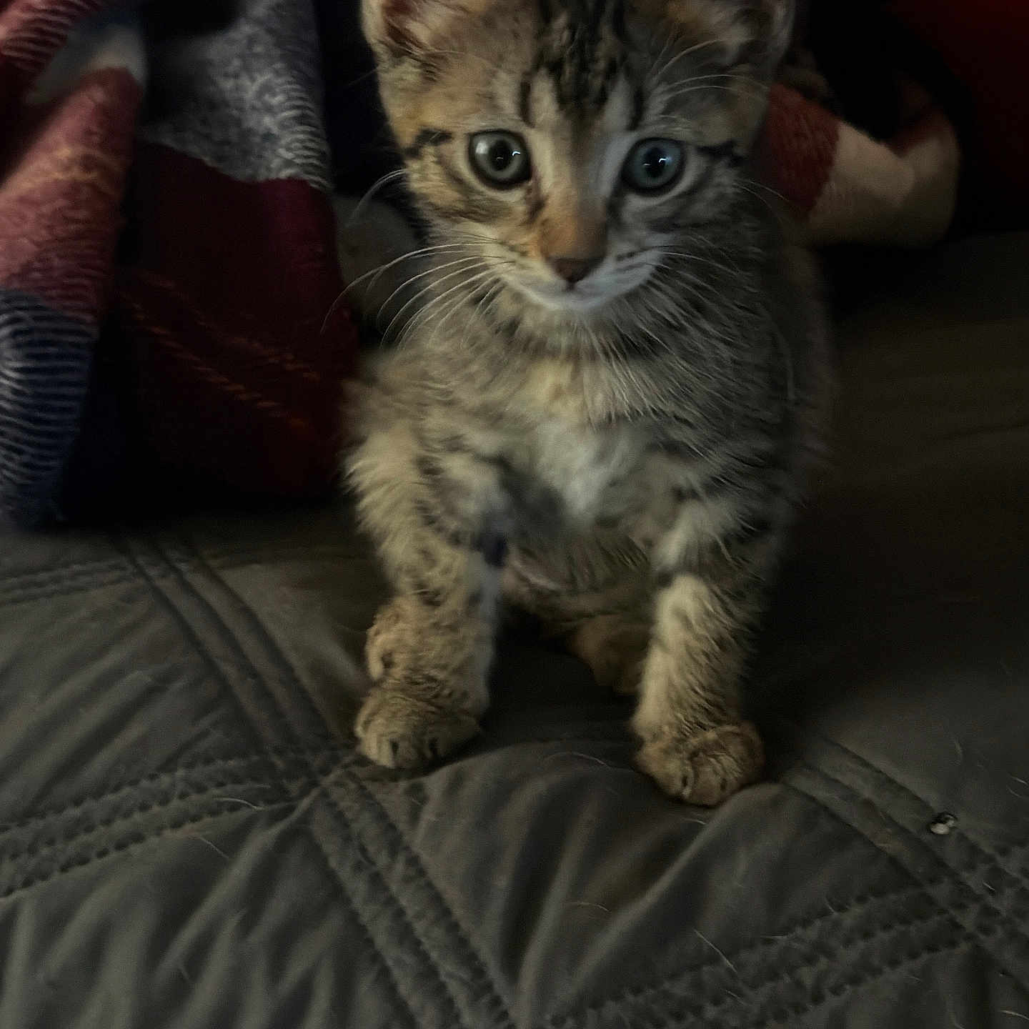 Mello