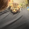 Mello is registered to the contest to win money with this photo: kitten, cat, sleeping, tabby, person, shoulder, black_shirt, hair, indoors, window, blinds, kitchen, sink, plant, bottle, tap, closeup, pet, cozy, warm_lighting