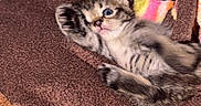 Mello joined the competition — help win amazing prizes! kitten, cat, tabby, pet, animal, feline, baby_cat, lying_down, blanket, fleece, brown, colorful, fringe, cute, young, paw, indoor, cozy, fur, small