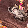 kitten, cat, tabby, pet, animal, feline, baby_cat, lying_down, blanket, fleece, brown, colorful, fringe, cute, young, paw, indoor, cozy, fur, small