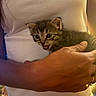 Mello is registered to the contest to win money with this photo: kitten, cat, animal, pet, hand, person, white_shirt, necklace, indoor, close_up, cuddle, cute, fur, young, expression, holding, warm_light, domestic, feline, small