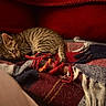 kitten, cat, sleeping, tabby, blanket, tassels, red_background, cozy, resting, indoor, feline, pet, soft_texture, warm, closeup, fur, comfort, animal, peaceful, nap