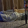 dog, blanket, bed, curtains, carpet, indoor, furniture, table, small_dog, resting, cozy, soft, fluffy, animal, pet, relaxed, warm_lighting, home, comfort, canine