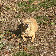 Bella joined the competition — help win amazing prizes! dog, small_dog, outdoor, sunlight, grass, dry_grass, nature, pet, animal, canine, relaxing, sunbathing, daytime, brown_dog, ground, ears, sitting, content, closeup, cute