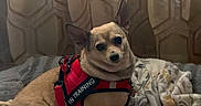Bella joined the competition — help win amazing prizes! dog, small_dog, pet, in_training_harness, red_harness, blanket, cozy, indoor, curtain, patterned_curtain, leash, lying_down, looking_at_camera, ears_up, fur, animal, companion, cute, resting, domestic_animal