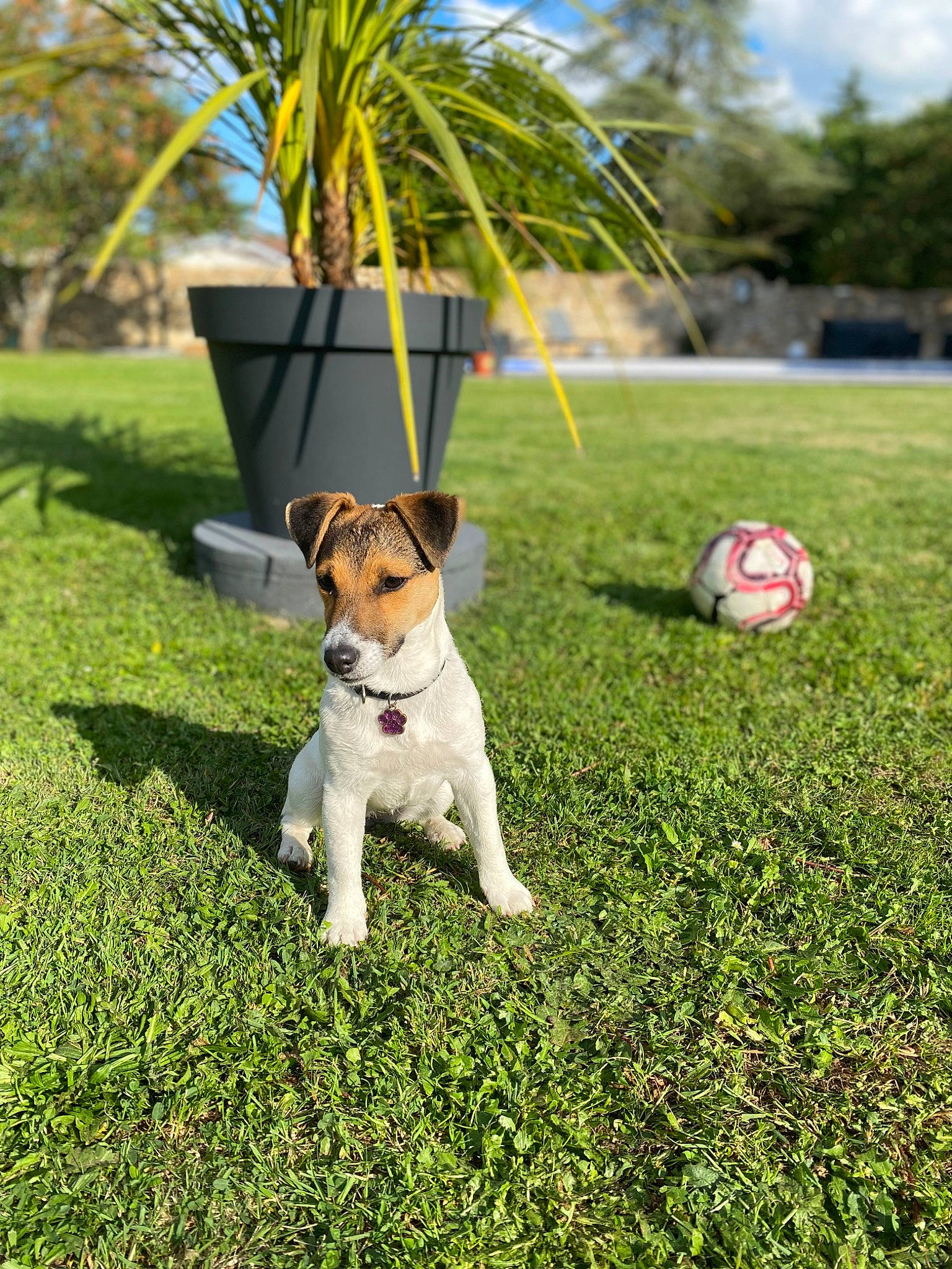 Siya a rejoint le concours — aidez-le/la à gagner de superbes lots ! arecales, ball, carnivore, cloud, companion_dog, dog, dog_breed, fawn, flowerpot, football, grass, lawn, leisure, mammal, plant, sky, soccer, sports_equipment, toy_dog, tree