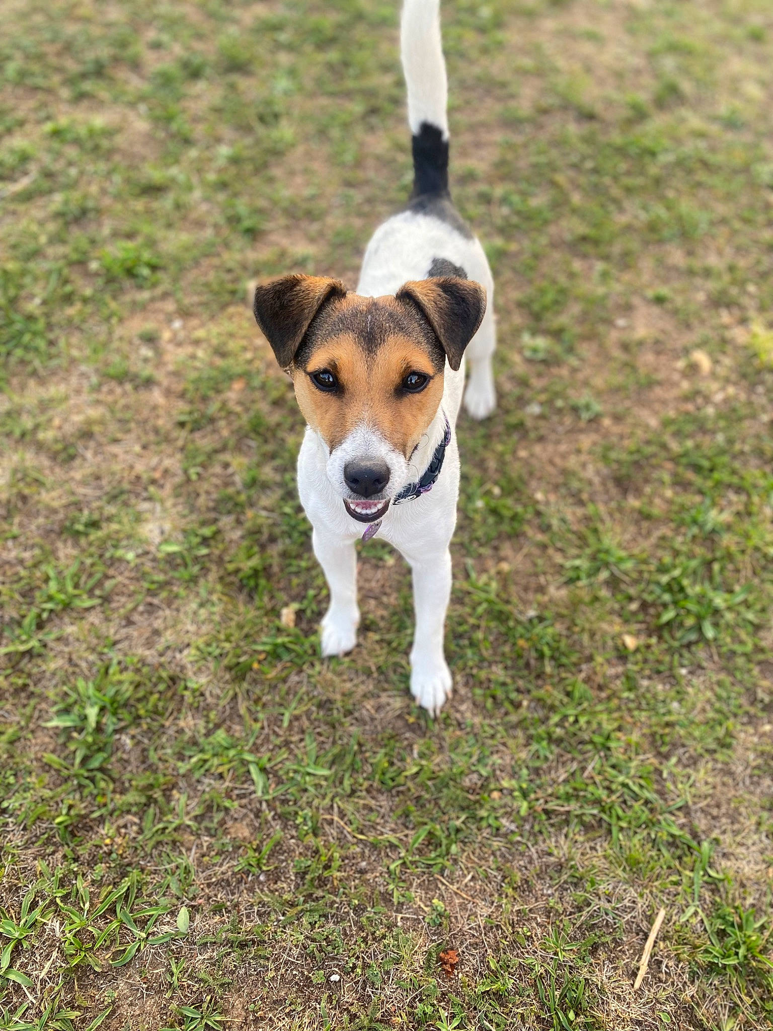 Siya a rejoint le concours — aidez-le/la à gagner de superbes lots ! canidae, carnivore, collar, companion_dog, dog, dog_breed, fawn, grass, groundcover, hunting_dog, paw, plant, scent_hound, snout, soil, sporting_group, tail, terrier, working_animal