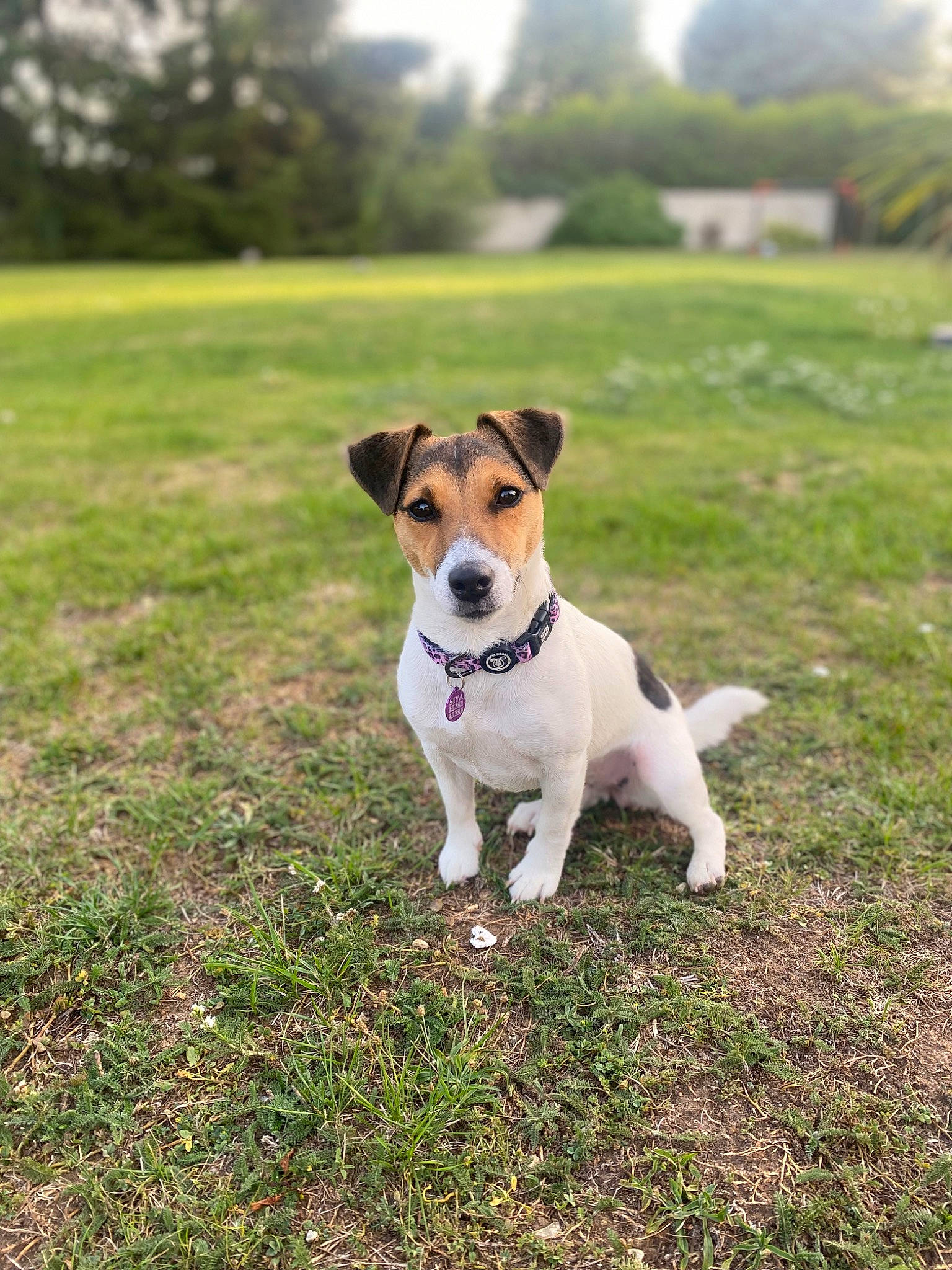 Siya participe au concours pour gagner de l'argent avec cette photo : carnivore, collar, companion_dog, dog, dog_breed, dog_collar, grass, grassland, hunting_dog, irishjacks, landscape, pasture, paw, plant, puppy, sky, tail, terrier, tree, working_terrier