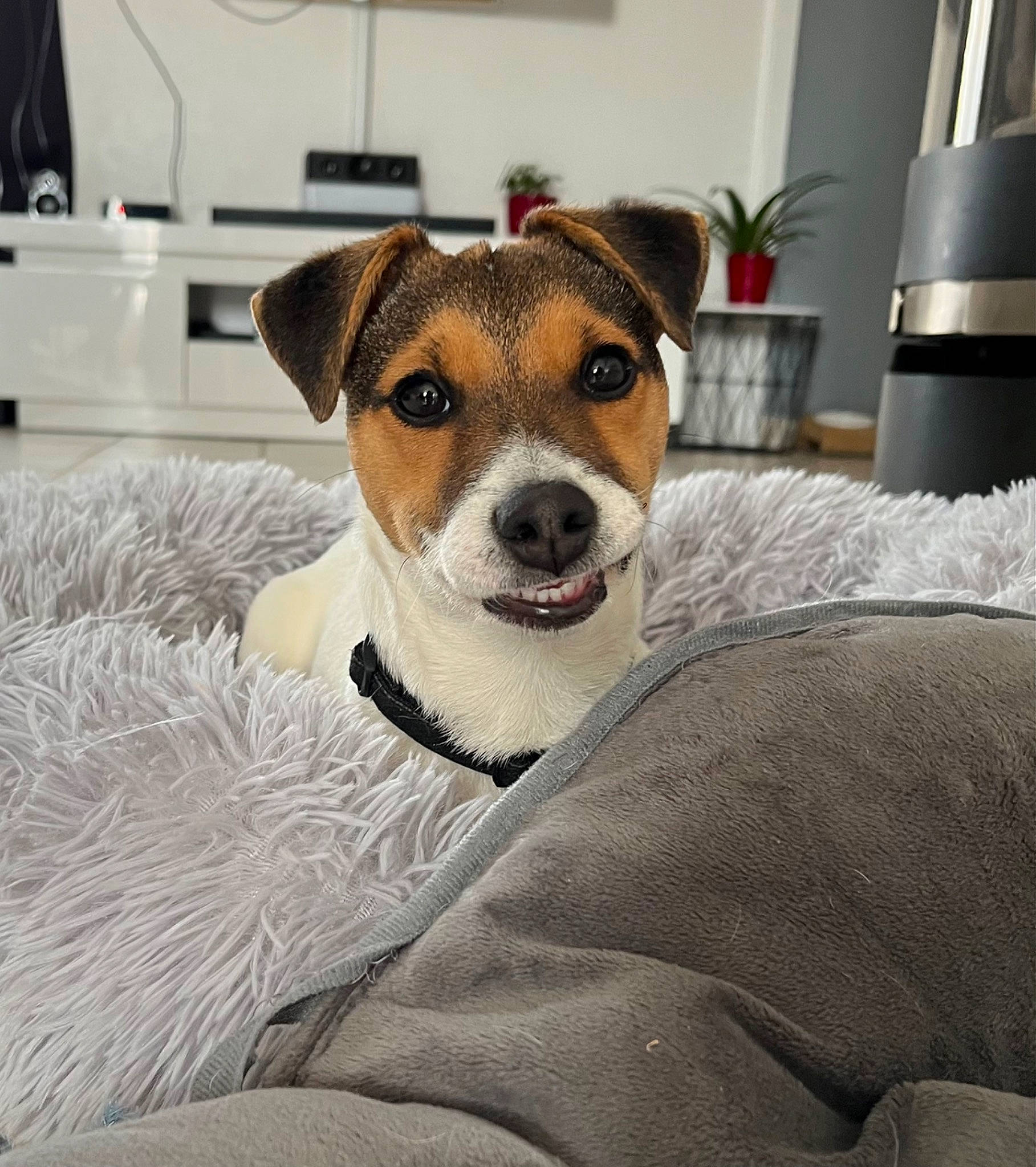 Siya participe au concours pour gagner de l'argent avec cette photo : carnivore, chair, collar, comfort, companion_dog, couch, dishware, dog, dog_breed, drinkware, fawn, flowerpot, fur, houseplant, irishjacks, linens, plant, serveware, snout, whiskers