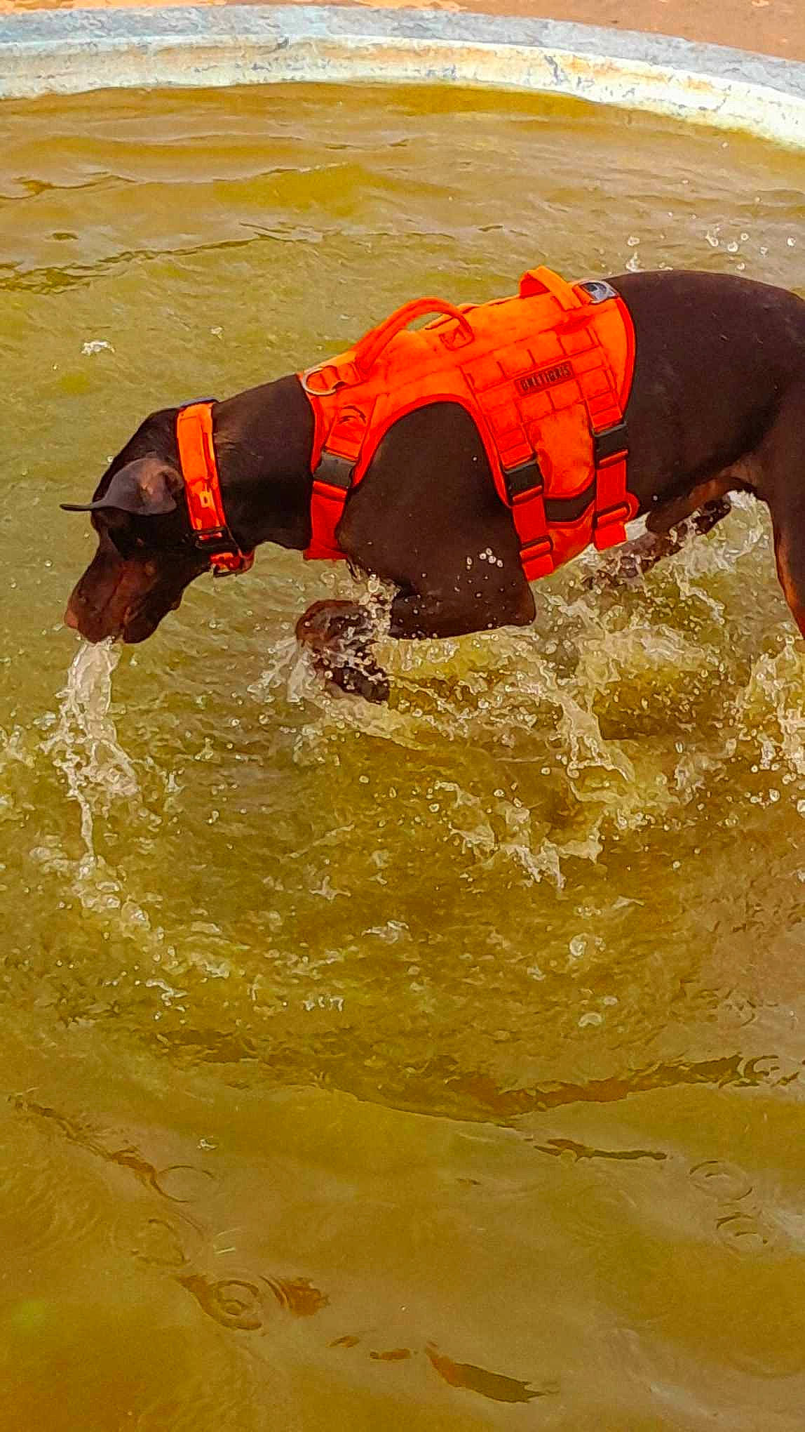 Zeus joined the competition — help win amazing prizes! beach, dog, dog_supply, endurance_sports, extreme_sport, fluid, lake, lifejacket, personal_protective_equipment, recreation, running, sports, water, water_sport, wave, wind_wave
