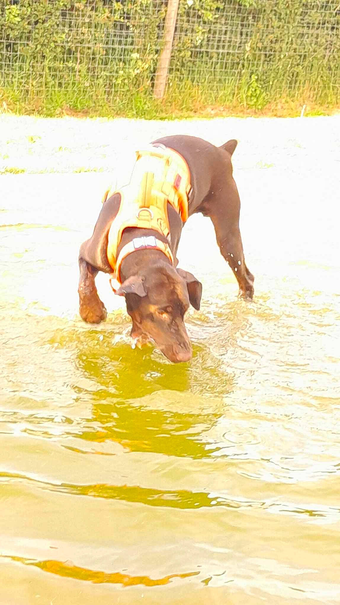Zeus joined the competition — help win amazing prizes! animal_sports, canidae, carnivore, companion_dog, dog, dog_breed, dog_sports, dog_supply, fawn, gun_dog, hound, lake, liquid, liver, plant, snout, sporting_group, tail, water, working_animal