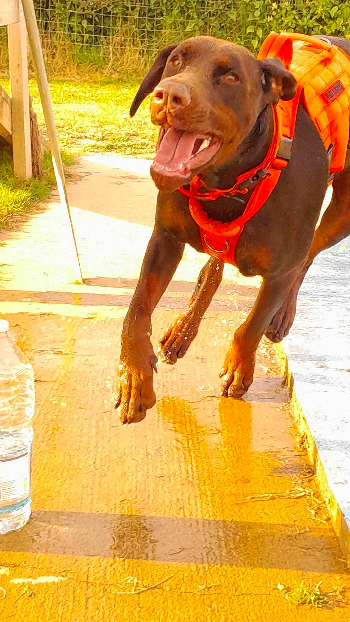 Zeus joined the competition — help win amazing prizes! bottle, carnivore, collar, companion_dog, dog, dog_breed, dog_collar, drinking_water, fawn, flooring, liver, mineral_water, plant, plastic_bottle, snout, sporting_group, water_bottle, wood, working_animal, yellow